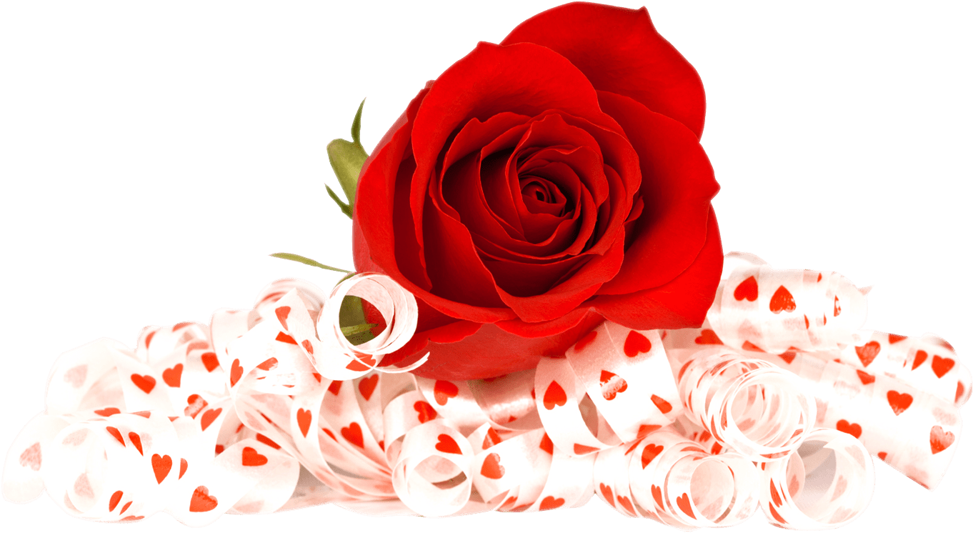 Rose Valentines Day Transparent PNG Image