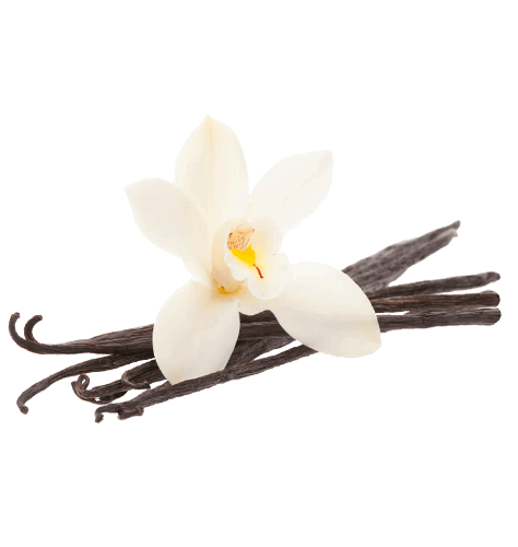 Vanilla Bean Transparent PNG Image