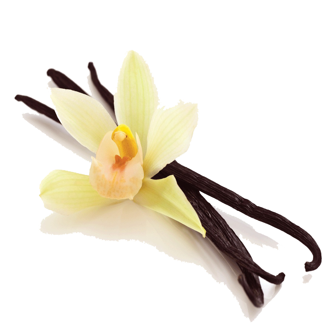 Vanilla Bean Transparent PNG Image