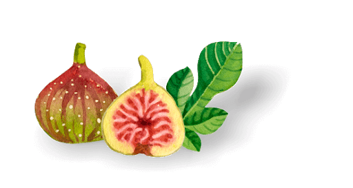 Vector Fig File Transparent PNG Image