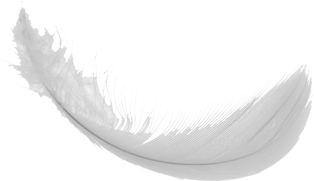 Feather Vector Transparent PNG Image