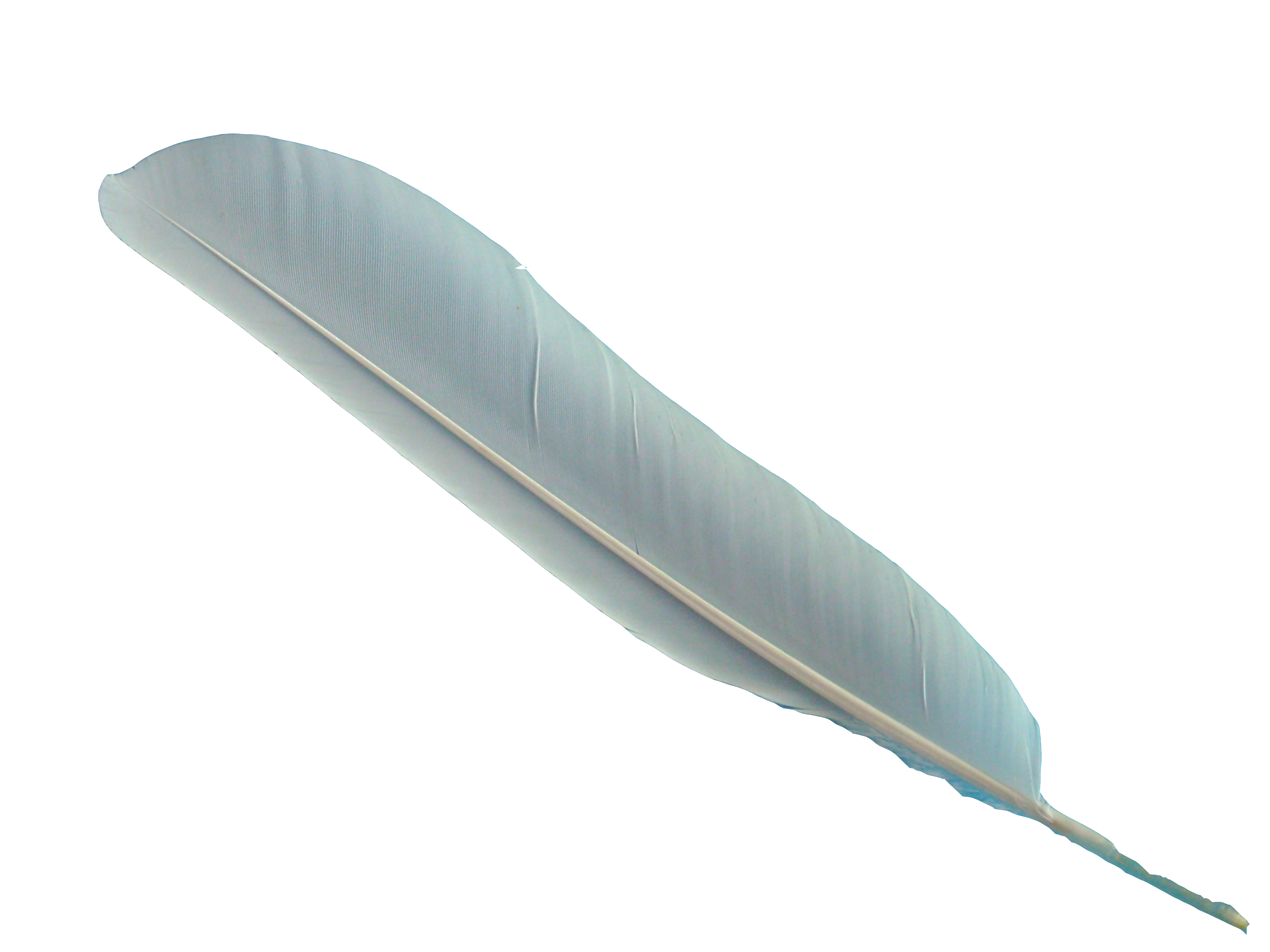 Feather Vector Transparent PNG Image