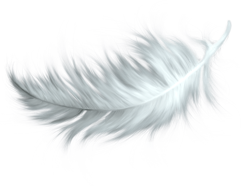 Feather Vector Transparent PNG Image