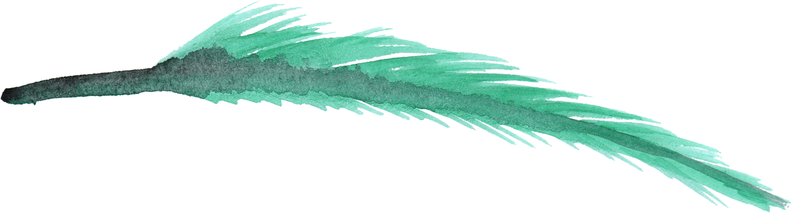 Feather Vector Transparent PNG Image