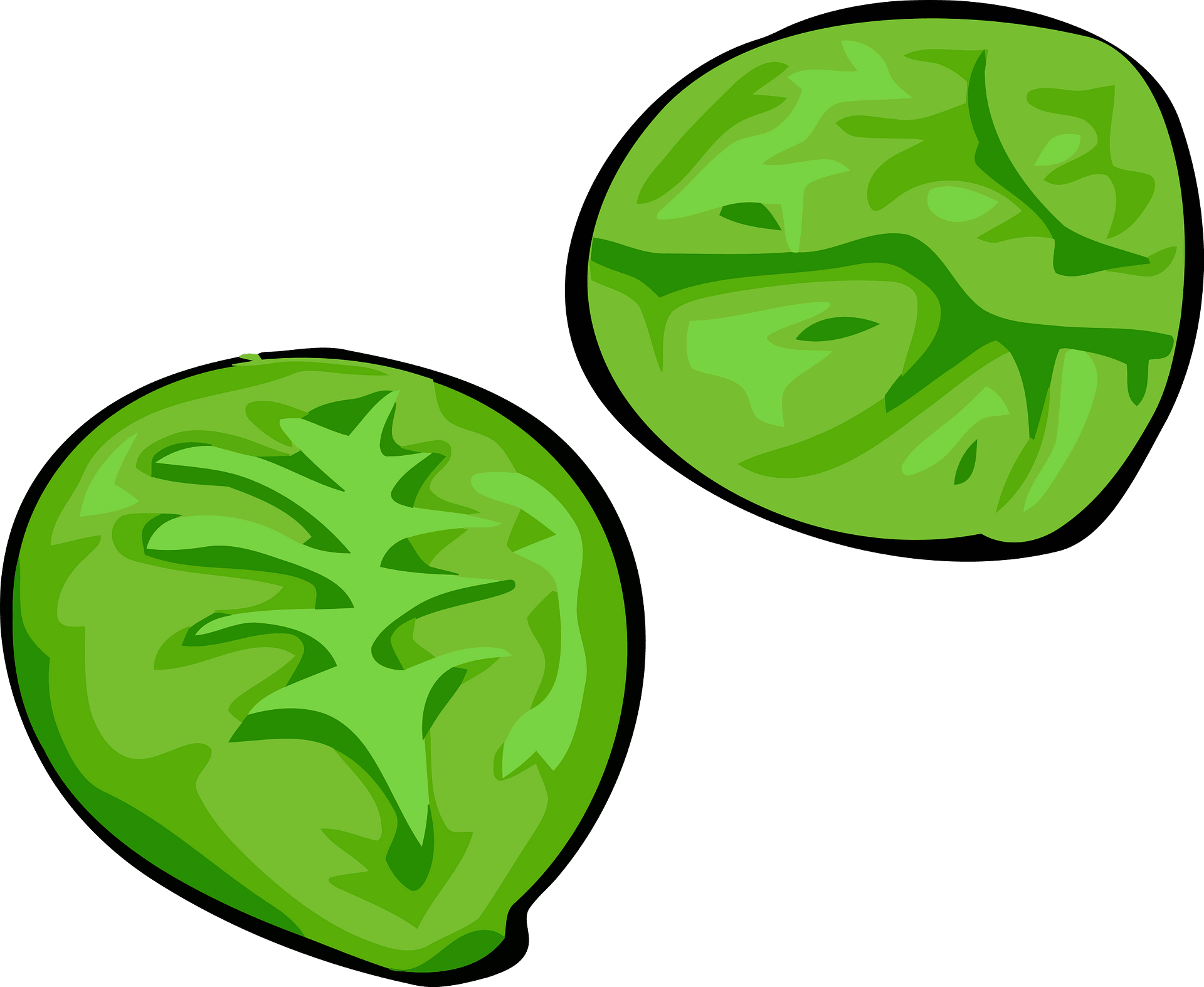 Sprouts Vector Brussels Transparent PNG Image