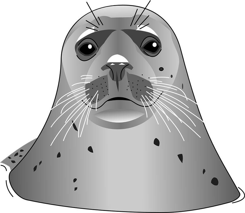 Harbor Vector Seal Transparent PNG Image