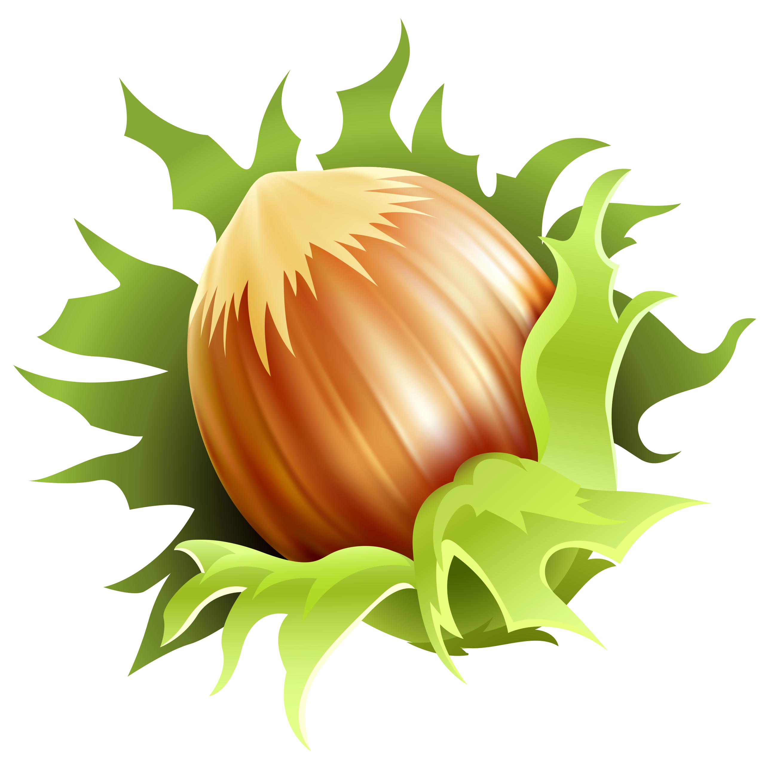 Vector Hazelnut Transparent PNG Image
