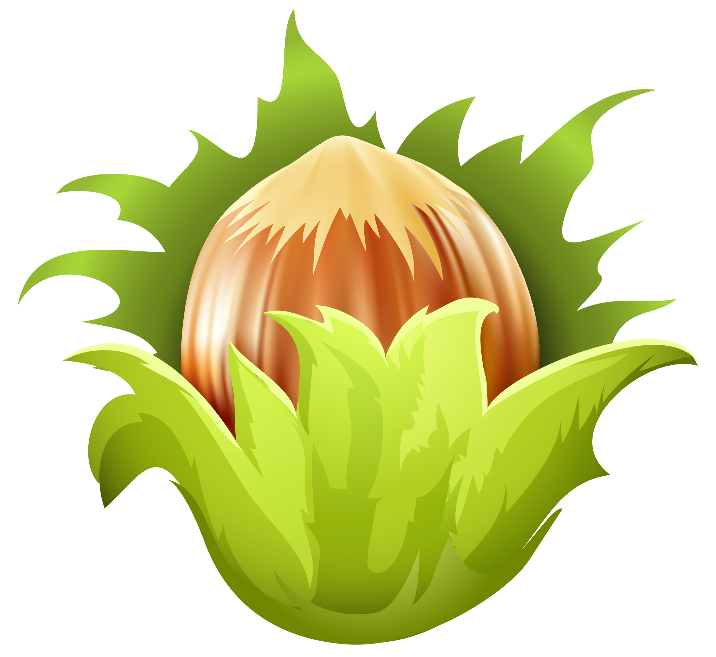 Vector Hazelnut Transparent PNG Image