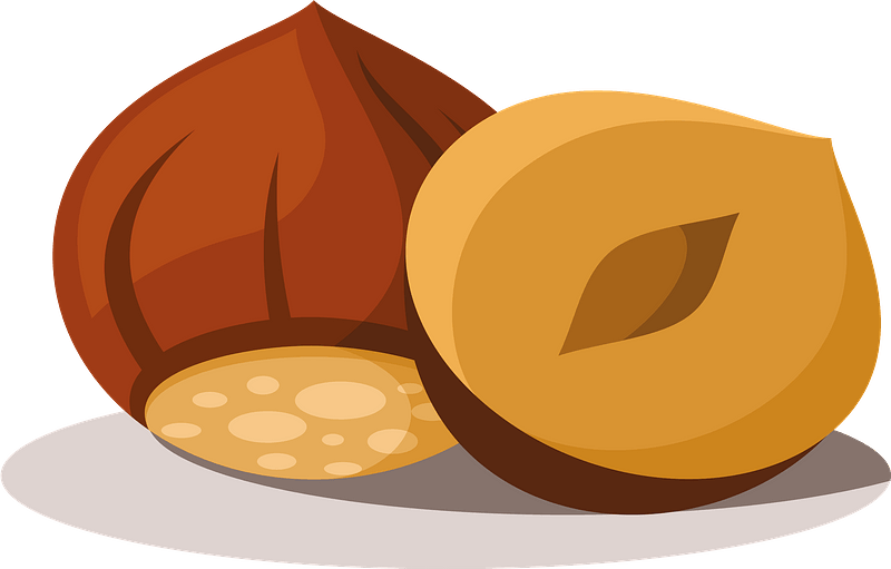 Vector Hazelnut Transparent PNG Image