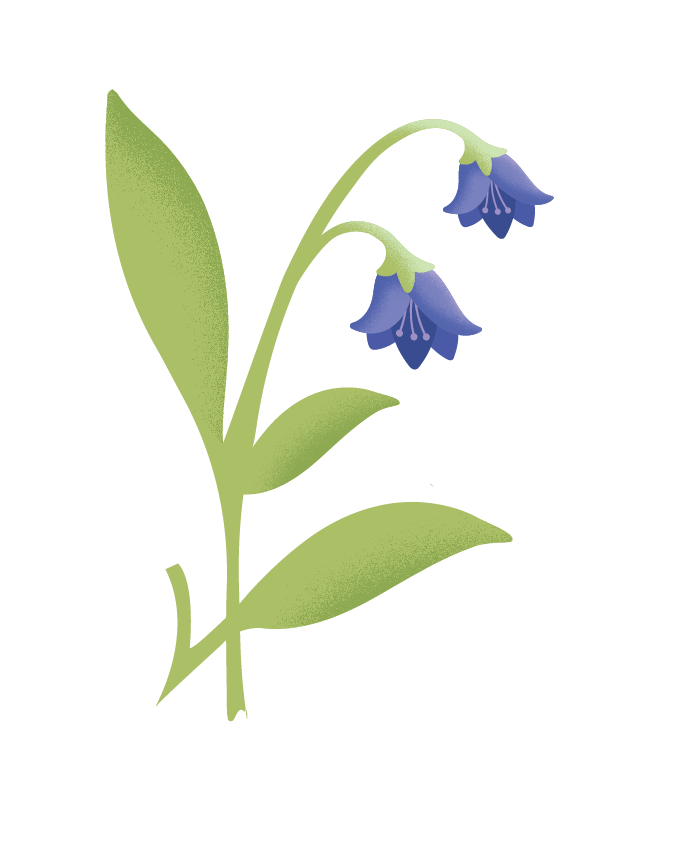 Vector Bluebells Transparent PNG Image