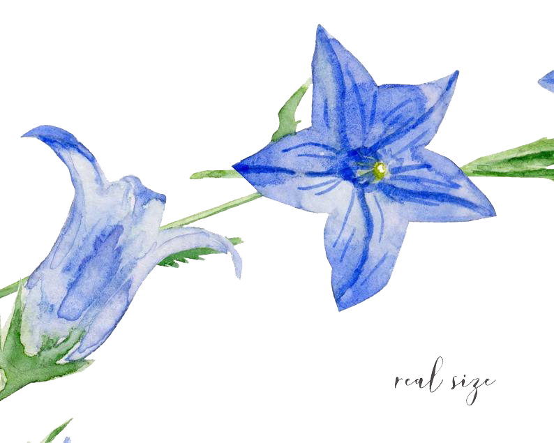 Vector Bluebells Transparent PNG Image