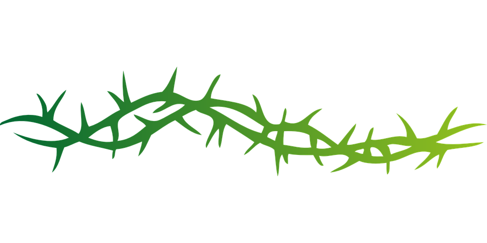 Vector Prickle Transparent PNG Image
