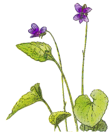 Violet Transparent PNG Image