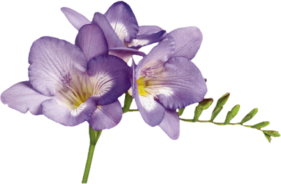 Violet Transparent PNG Image