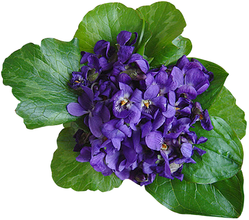 Violet Transparent PNG Image