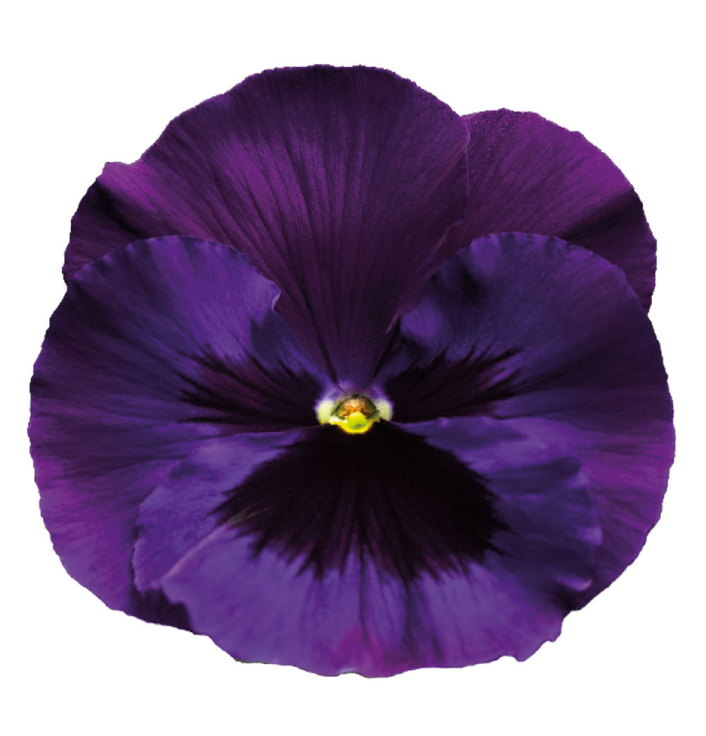 Violet Background Transparent PNG Image