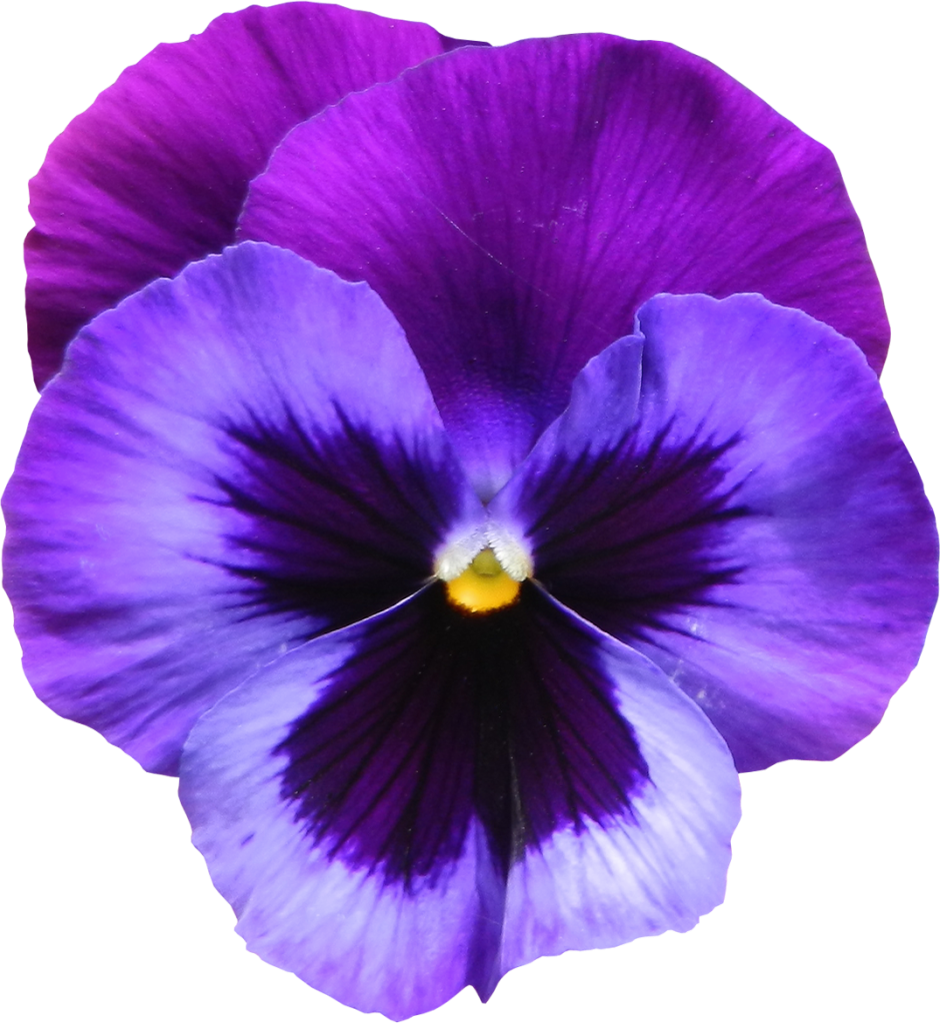 Violet Transparent PNG Image