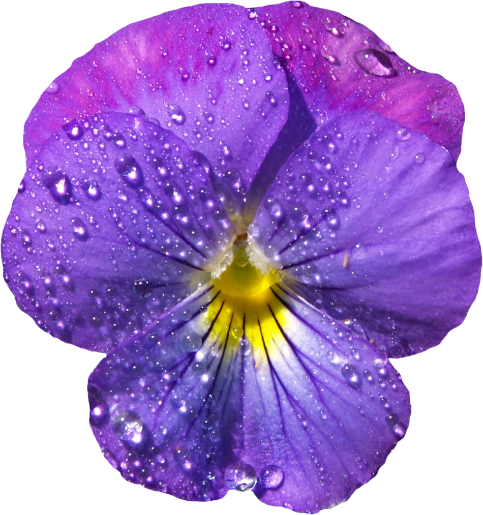 Violet Transparent PNG Image