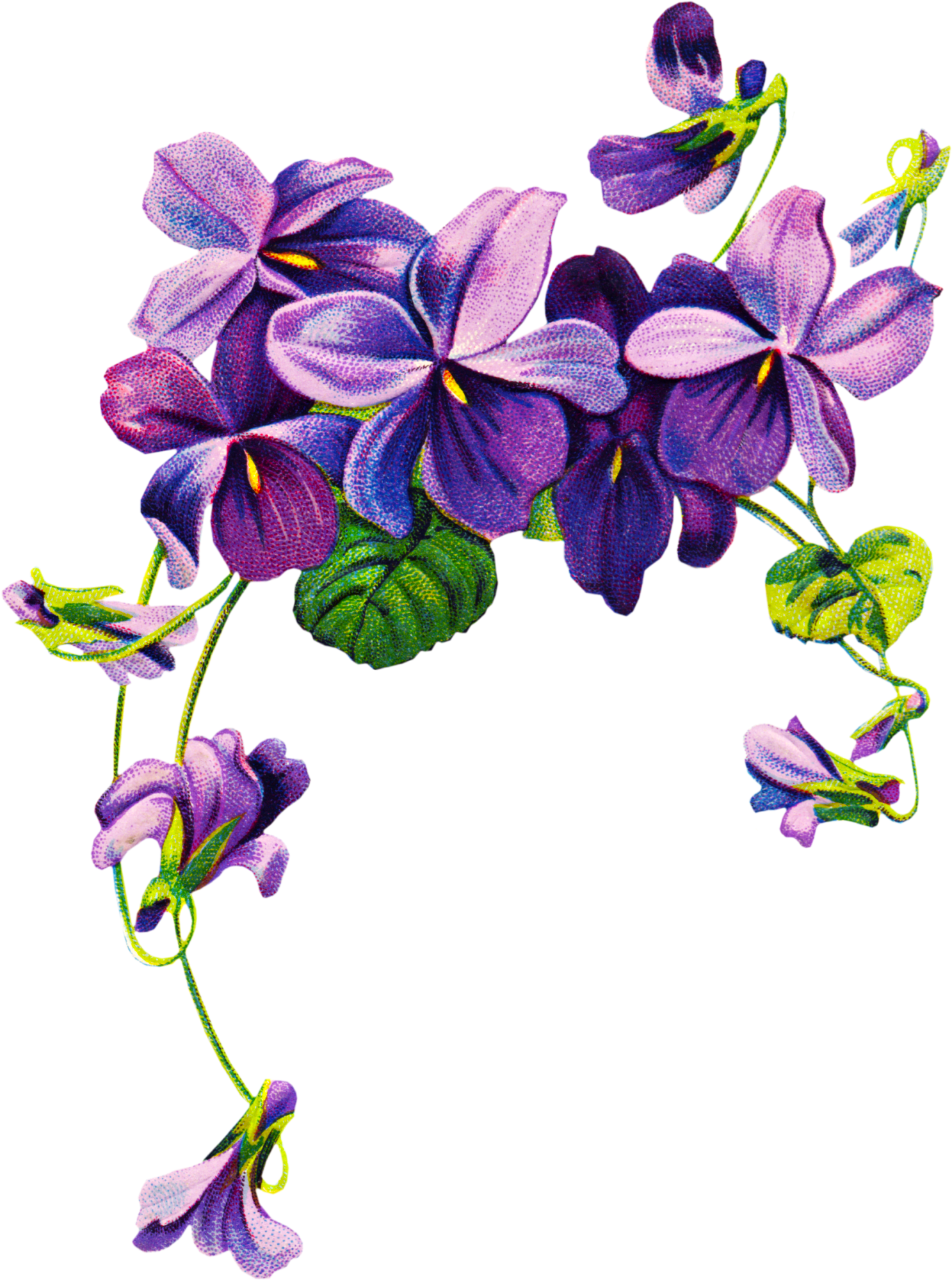 Violet Transparent PNG Image