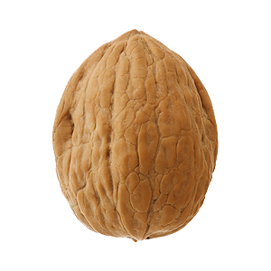 Walnut Transparent PNG Image