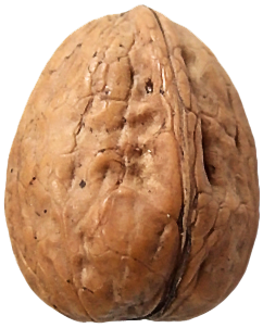 Walnut Transparent PNG Image