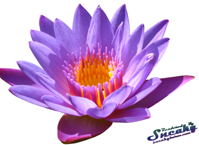 Water Lily Transparent PNG Image