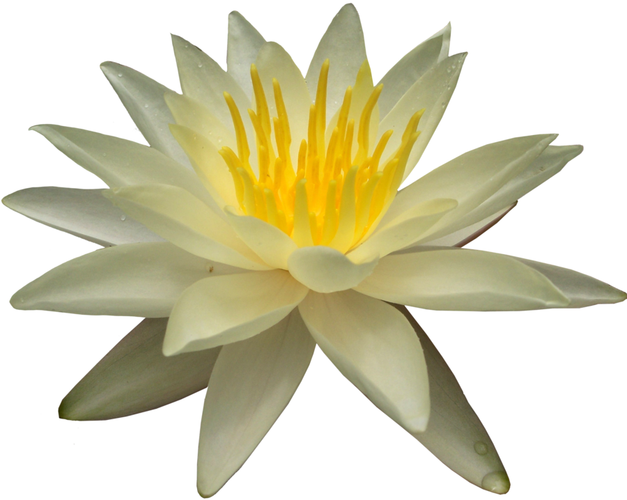 Water Lily Transparent PNG Image