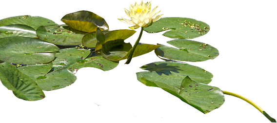 Water Lily Transparent PNG Image