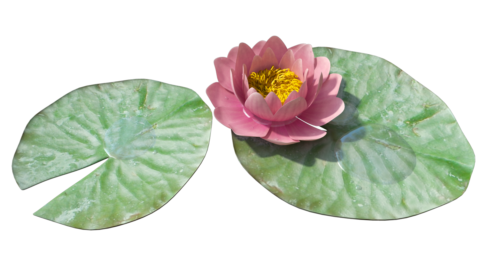 Water Lily Transparent PNG Image