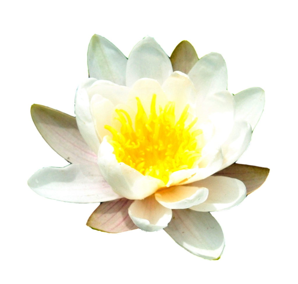 Water Lily Transparent PNG Image