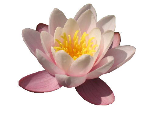 Water Lily Transparent PNG Image