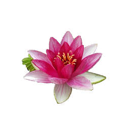Water Lily File Transparent PNG Image