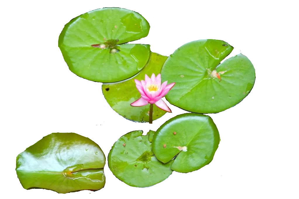 Water Lily Transparent PNG Image
