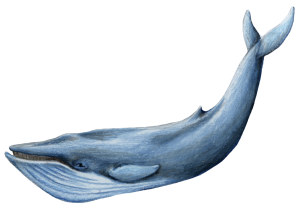Blue Whale Transparent PNG Image
