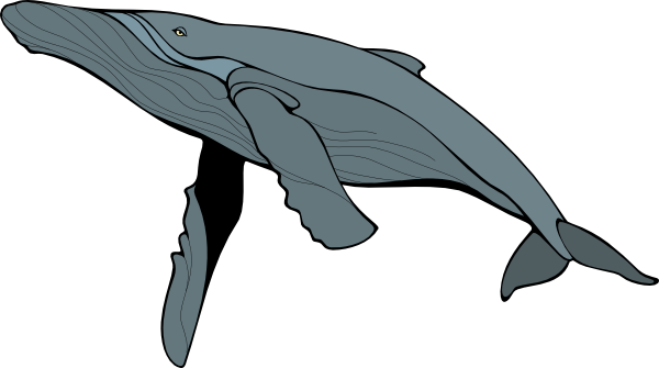 Blue Whale Transparent PNG Image
