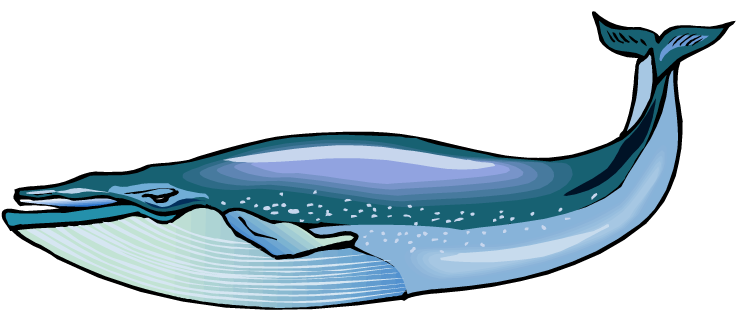 Blue Whale Transparent PNG Image