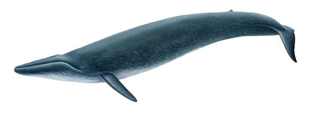 Blue Whale Transparent PNG Image