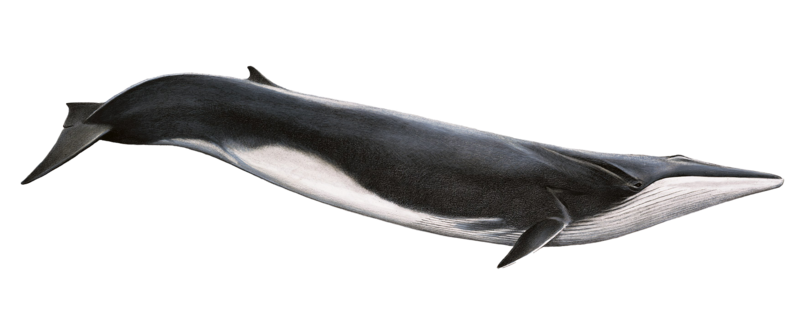Blue Whale Background Transparent PNG Image