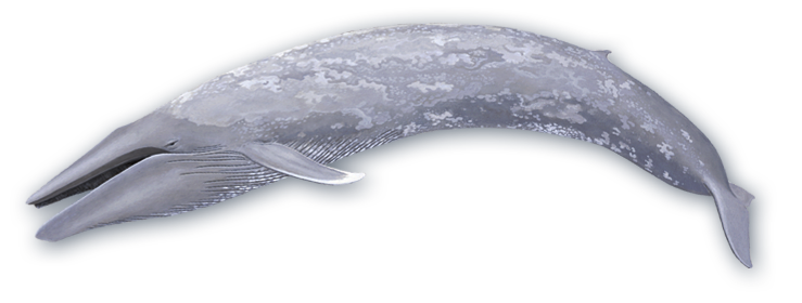 Blue Whale Transparent PNG Image