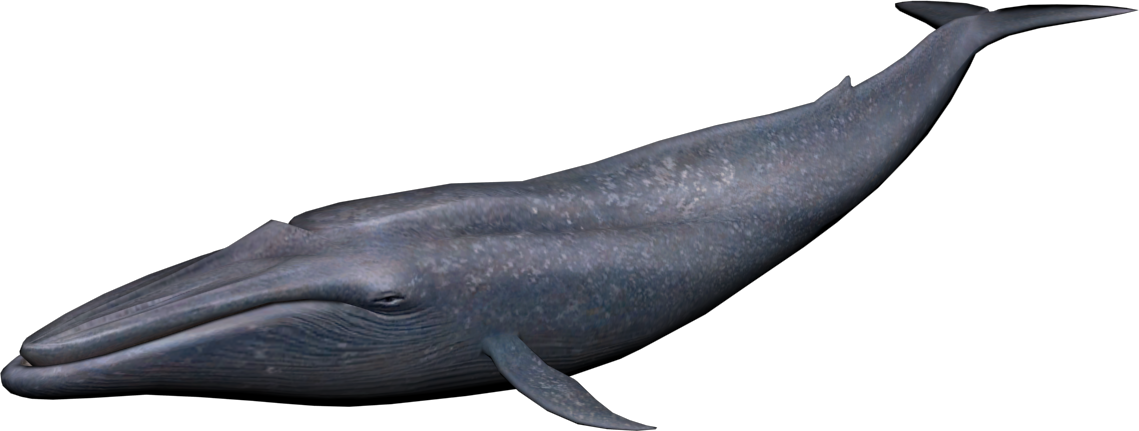 Blue Whale Transparent PNG Image
