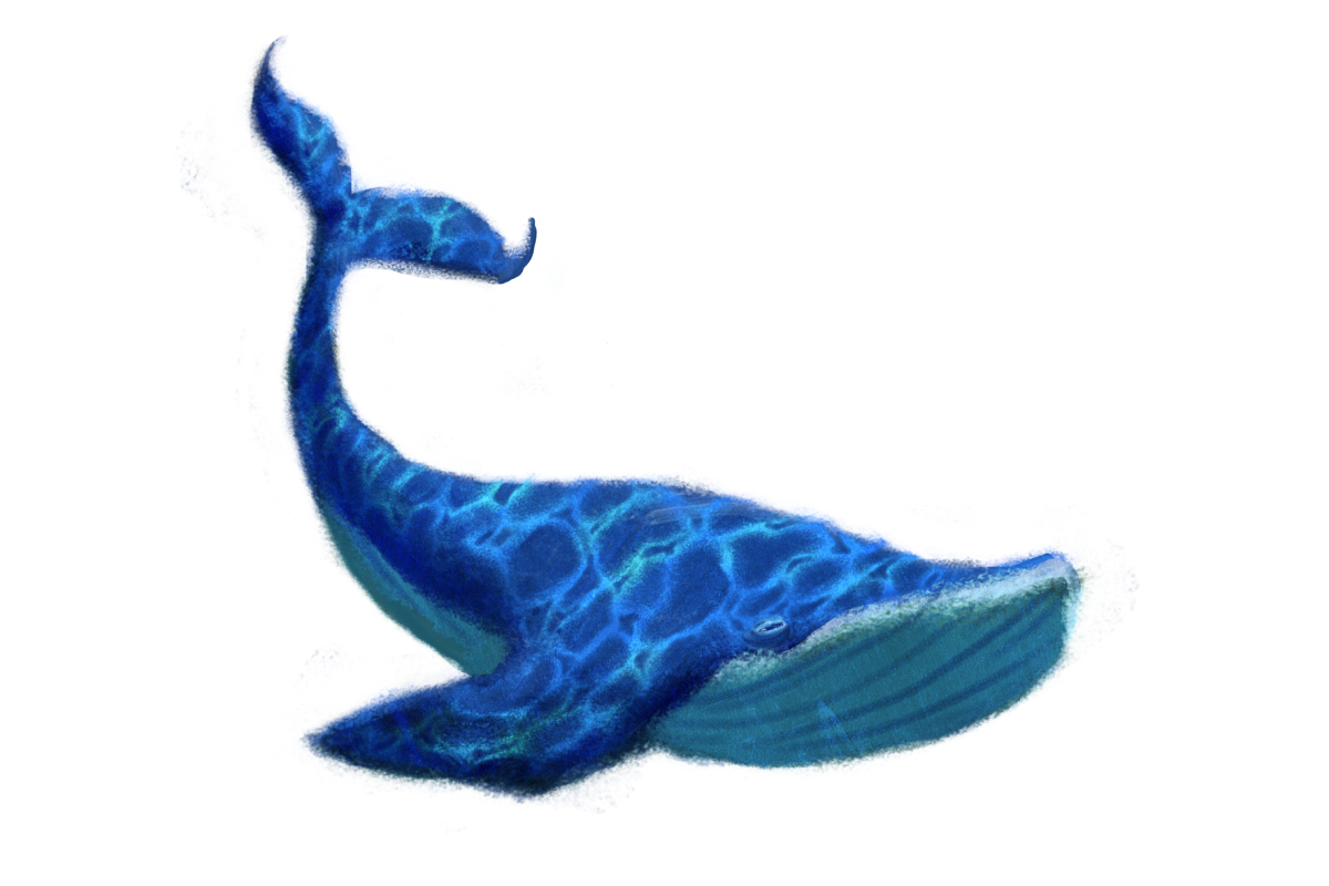 Blue Whale Transparent PNG Image