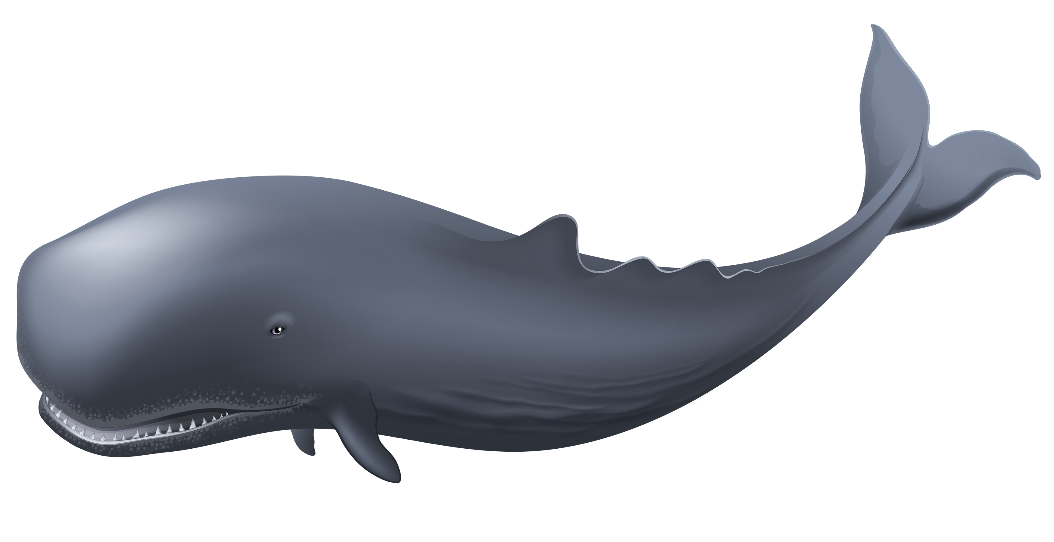 Blue Whale Transparent PNG Image