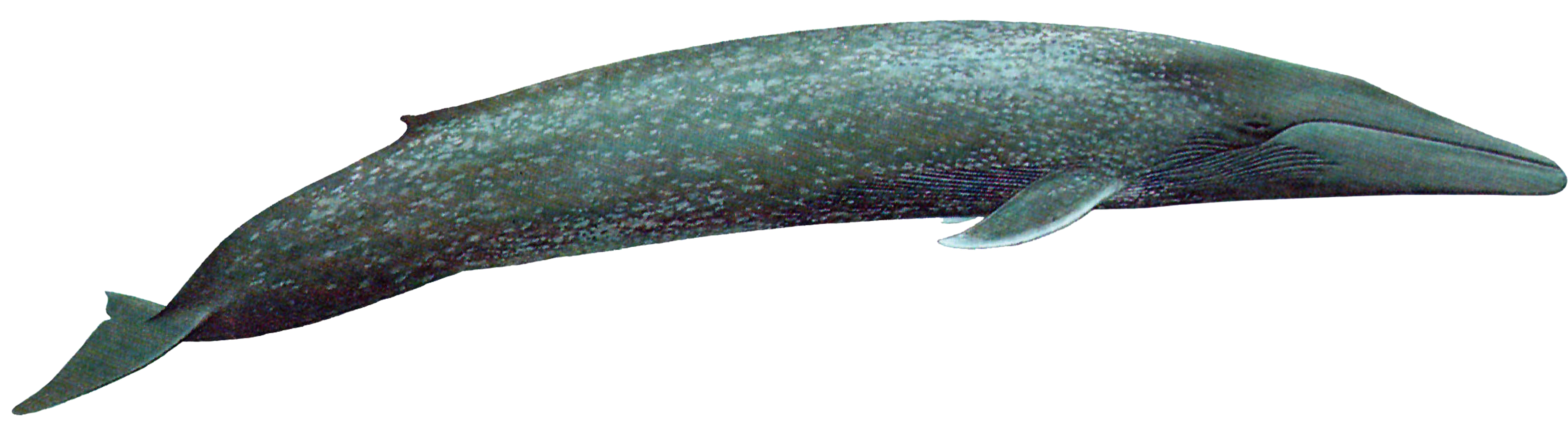 Blue Whale Transparent PNG Image