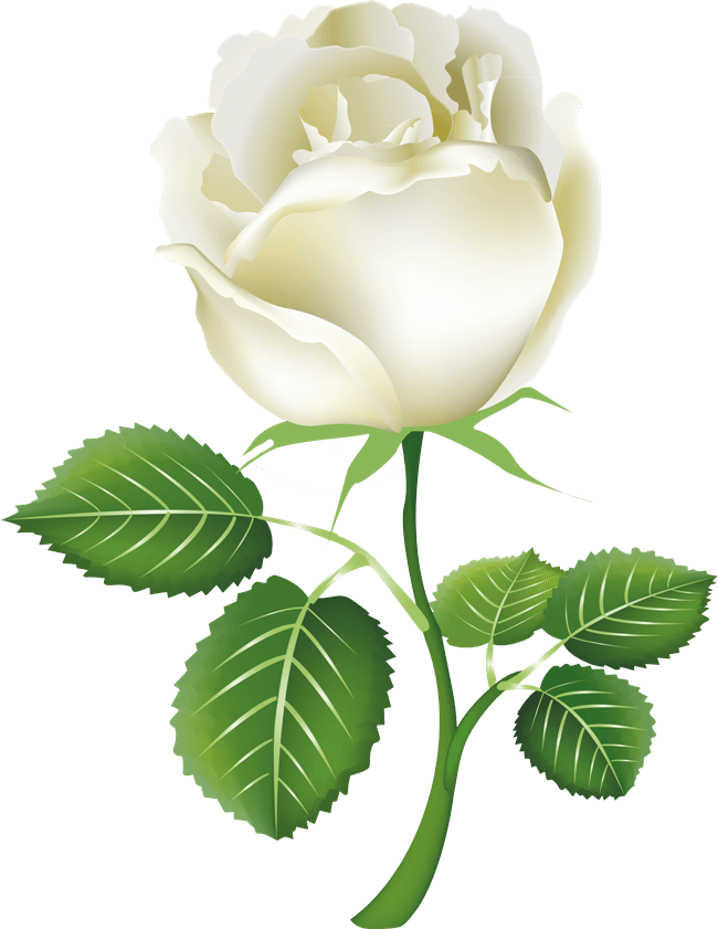 White Rose Transparent PNG Image