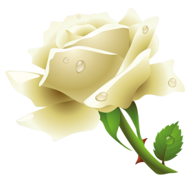 White Rose Transparent PNG Image