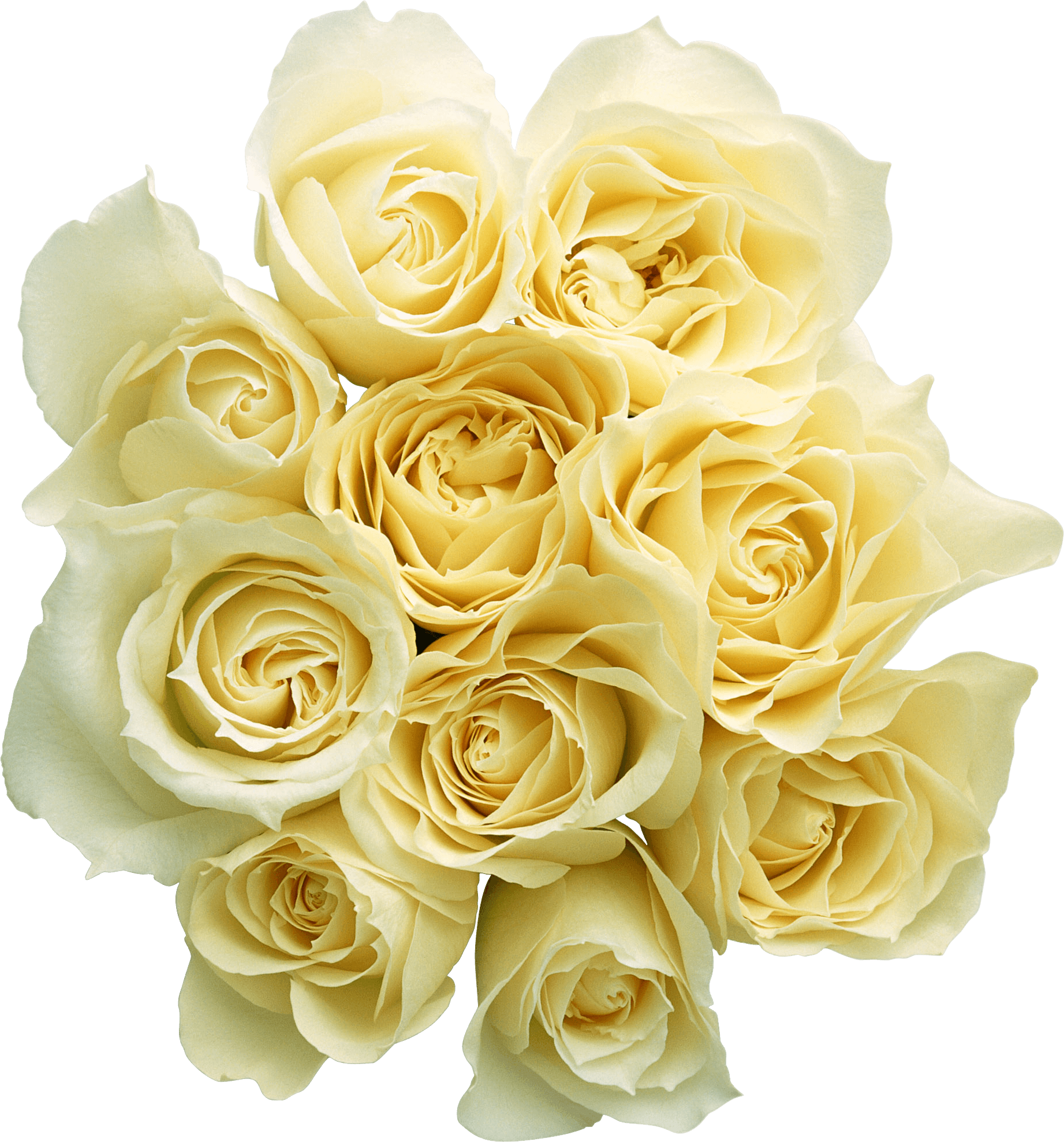 White Rose Flower White Rose Transparent PNG Image