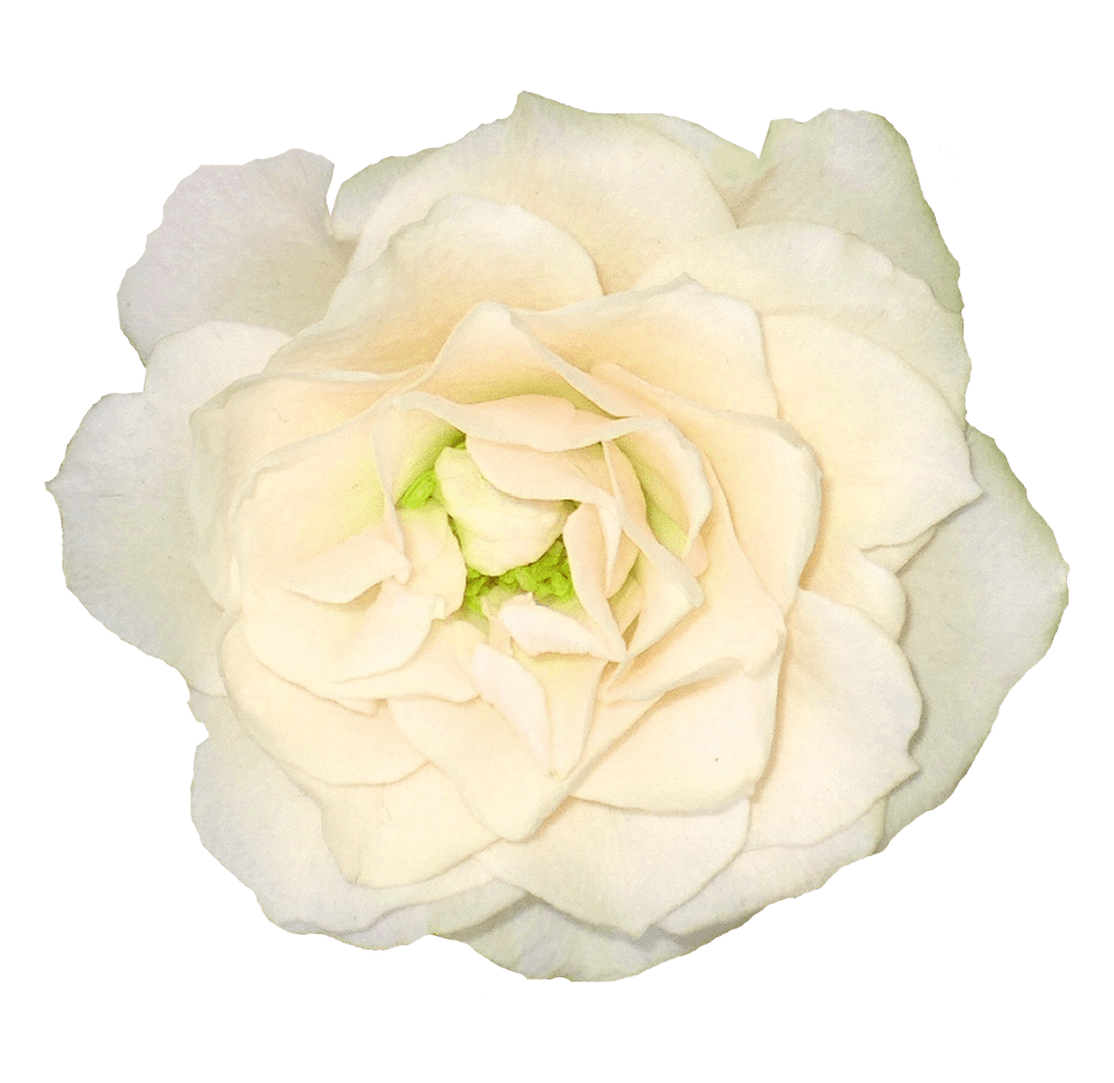 White Rose Flower White Rose Transparent PNG Image