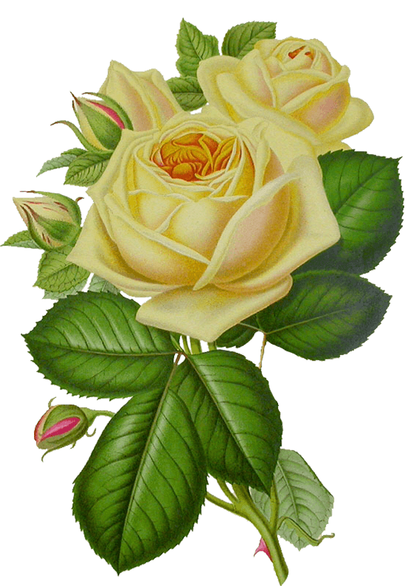 White Rose Flower White Rose Transparent PNG Image