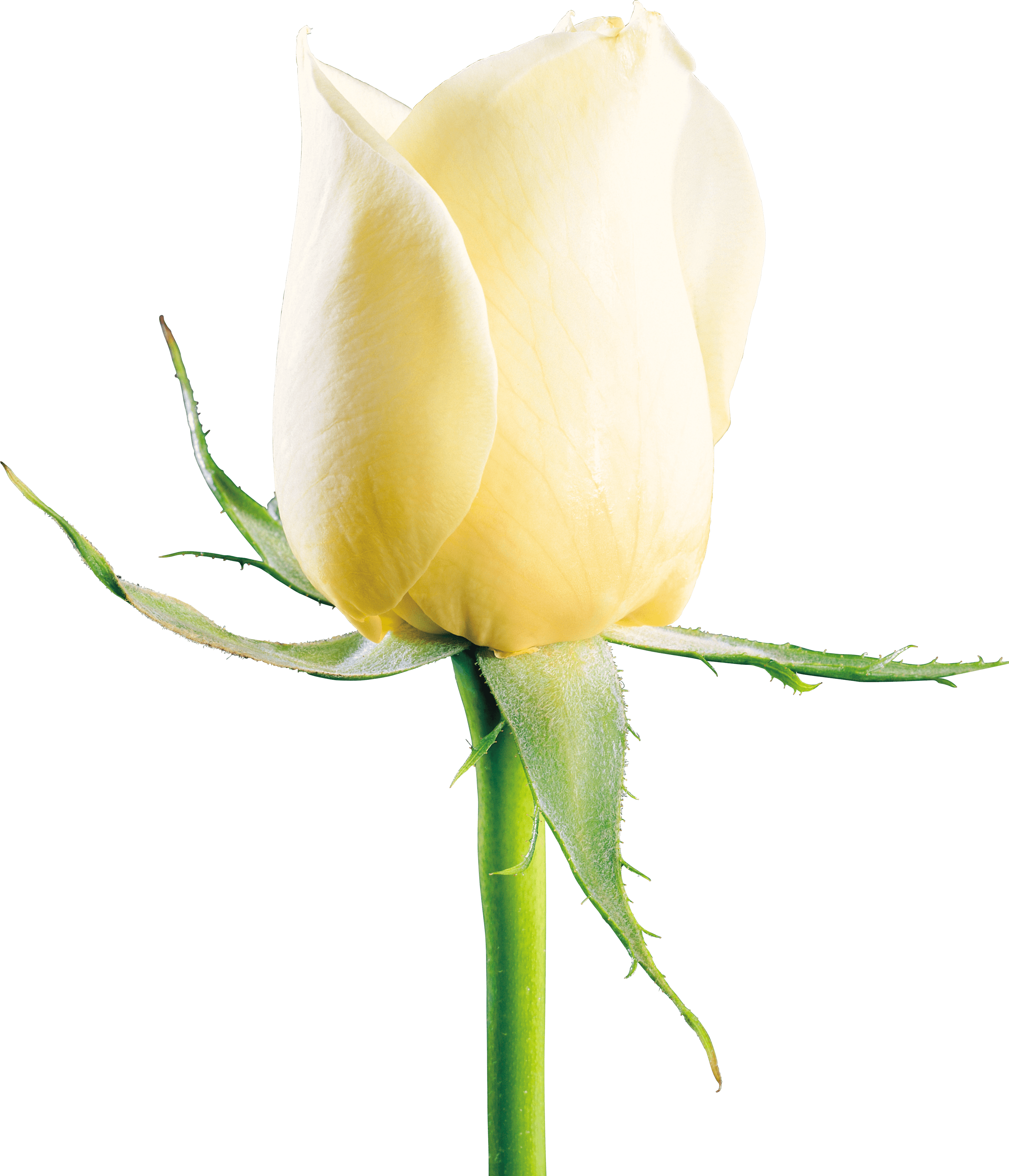 White Rose Flower White Rose Transparent PNG Image