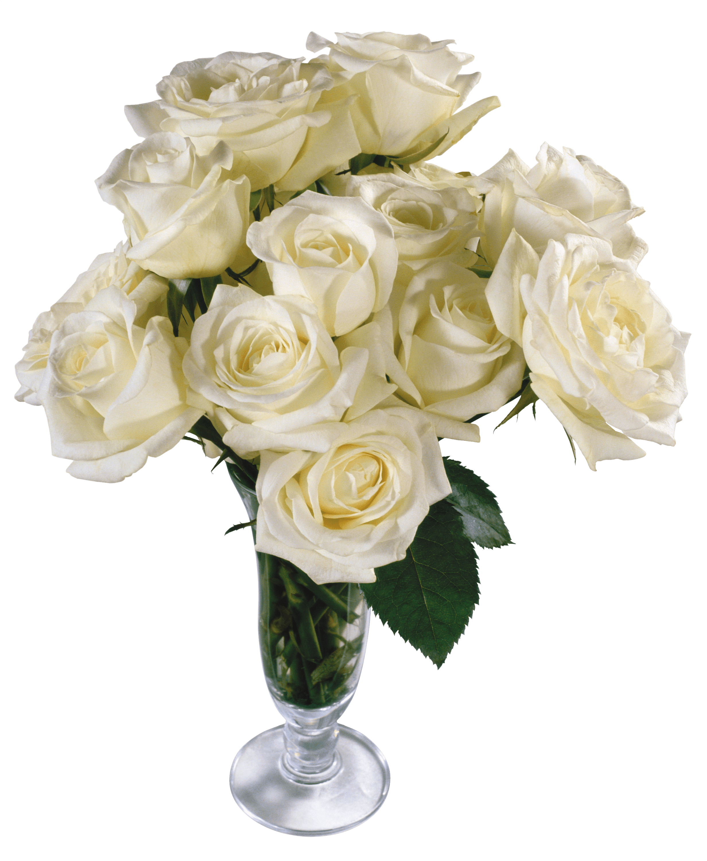 White Rose Flower White Rose Transparent PNG Image